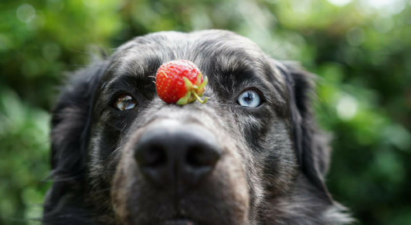 Can My Dog Eat This?                   6 Spring Seasonal Fruits Dogs Can Eat