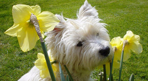 How to keep you dog safe in the spring?