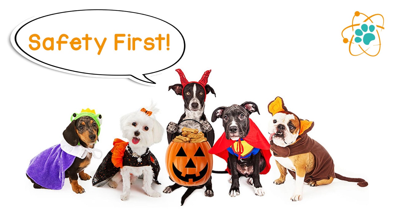Paw Theory's 5 Dog Safety Halloween Tips
