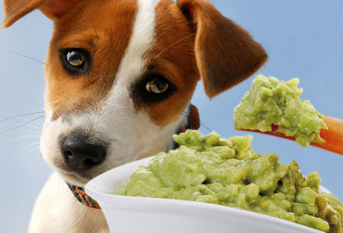 Can My Dog Eat This? 5 Spring Seasonal Fruits Dogs Can’t Eat
